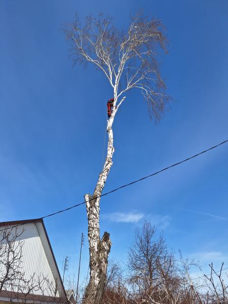 Вячеслав:  Спил разбор деревьев