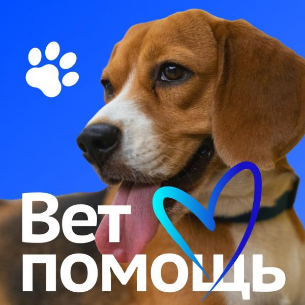 Горветклиника:  Скорая ветеринарная помощь в Ярославле