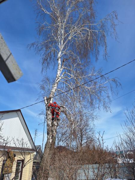 Вячеслав:  Спил разбор деревьев