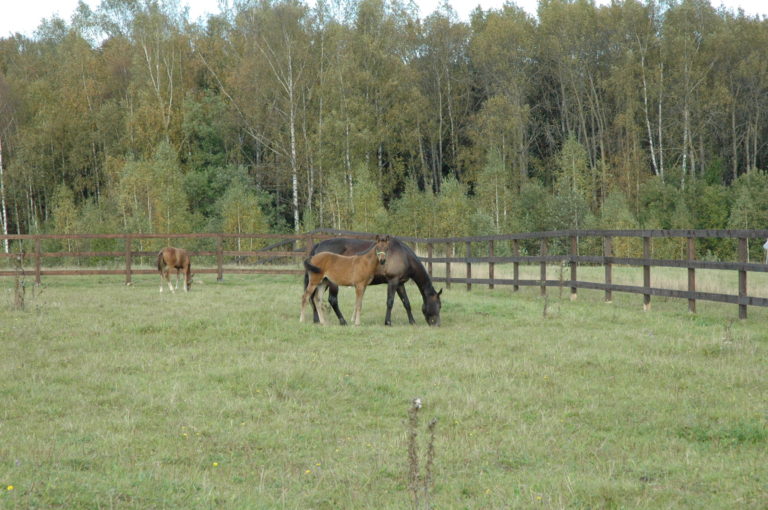 вадим:  Предоставляет услуги постоя и тренинга лошадей