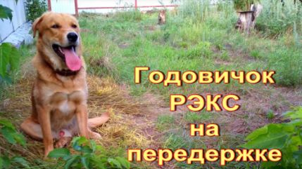 Садова Нина Алексеевна:  Передержка собак в сельском доме