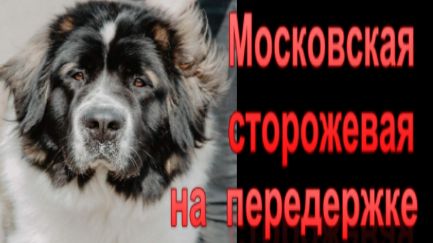 Садова Нина Алексеевна:  Передержка собак в сельском доме