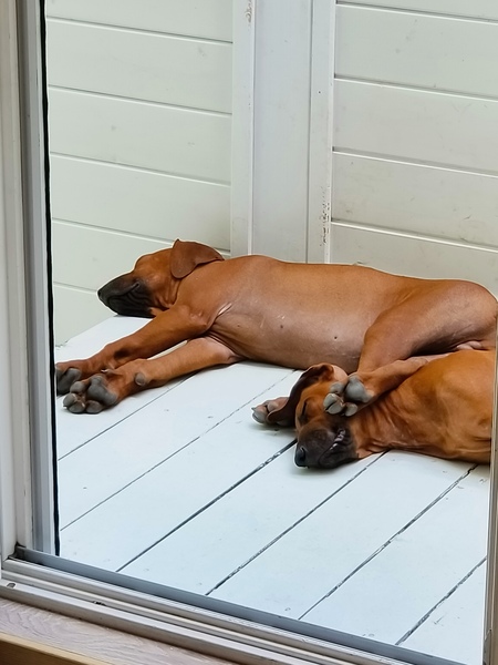 Зооняня, догситтер, выгул собак