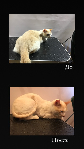 Груминг собак и кошек 