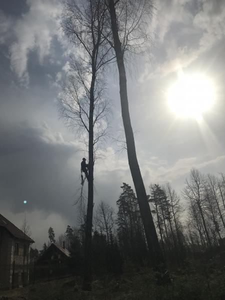 Олег Арборист:  Удаление и измельчение деревьев 
