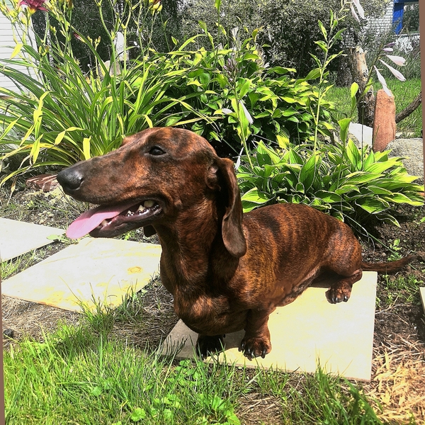 Кобель миниатюрный таксы для вязки