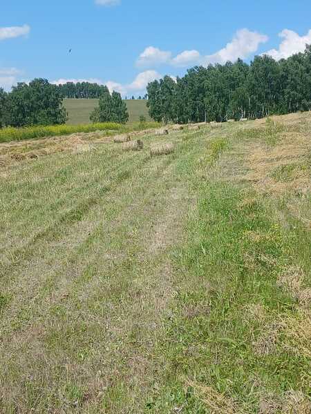 Сено в маленьких рулонах 