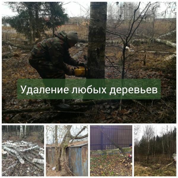 Олег:  Расчистка участка от деревьев и пней