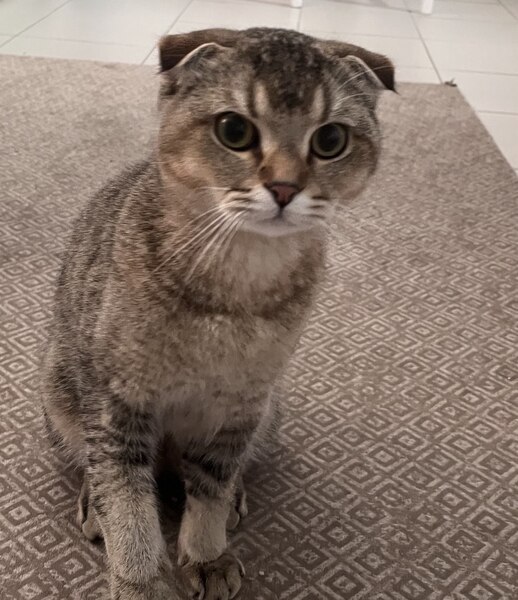 Вязка, британский вислоухий кот 