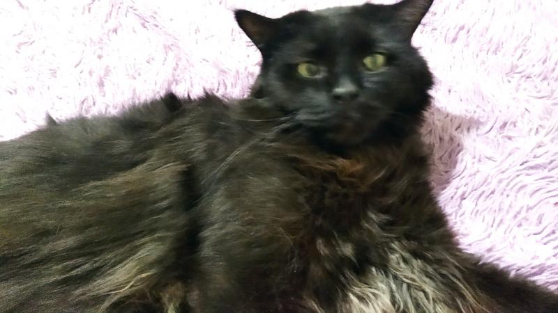 Домашняя передержка животных