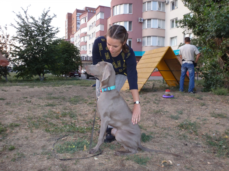 школа для собак с проживанием в москве