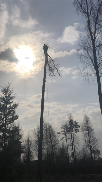 Олег Арборист:  Удаление деревьев , обрезка ветвей . Химки