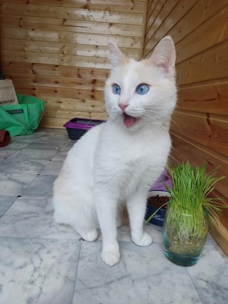 Передержка домашних кошек