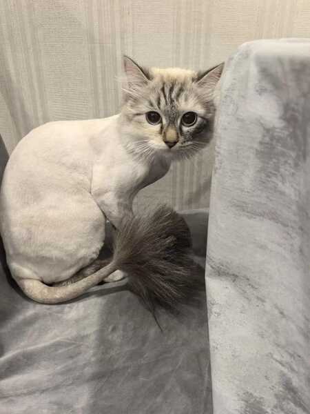 Стрижка, экспресс линька кошек