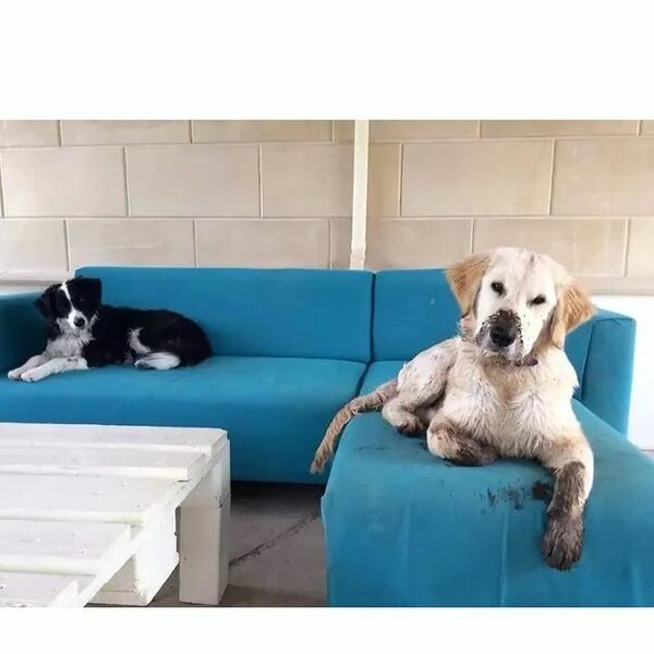 Химчистка  ковров и мягкой мебели