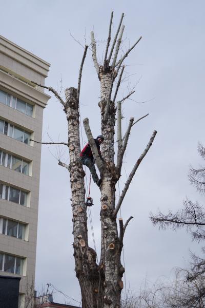 Михаил:  Спил и удаление аварийных деревьев 