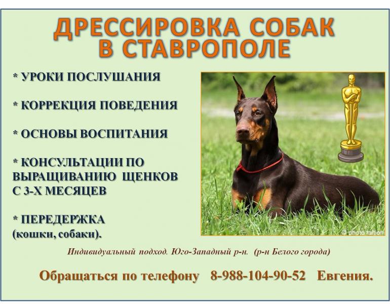 Евгения Петраш: Индивидуальная дрессировка собак/Коррекция поведения
