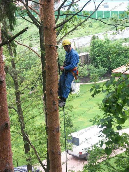 Андрей Профессионал:  Спил деревьев Высотние работы 