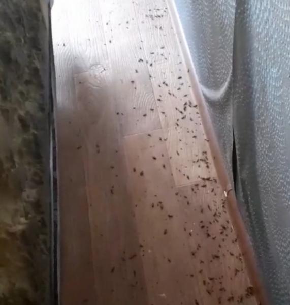 Грин Хаус:  Уничтожение насекомых