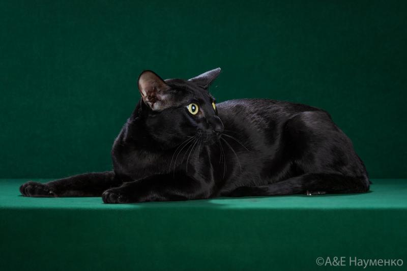 Таня:  Ориентальный  4-хлетний кот(классический тип) на вязку