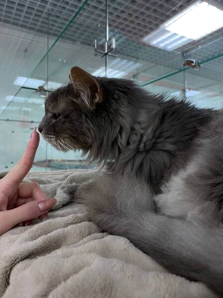 Передержка кошек в отеле