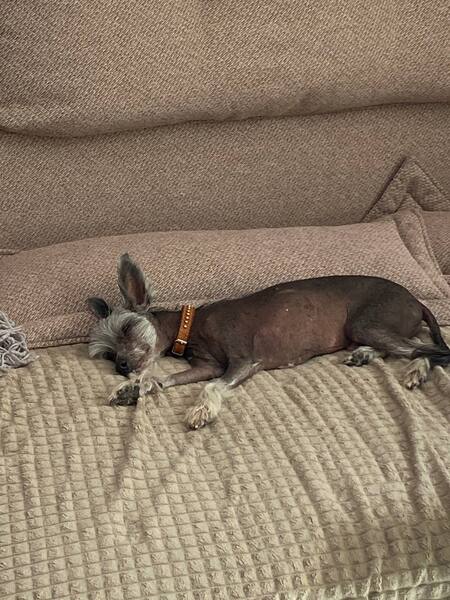 Выгул/кормление /передержка ваших любимцев ☺️