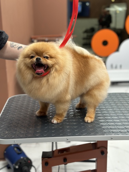 Модели на Экспресс-линьку и стрижку собак, кошек