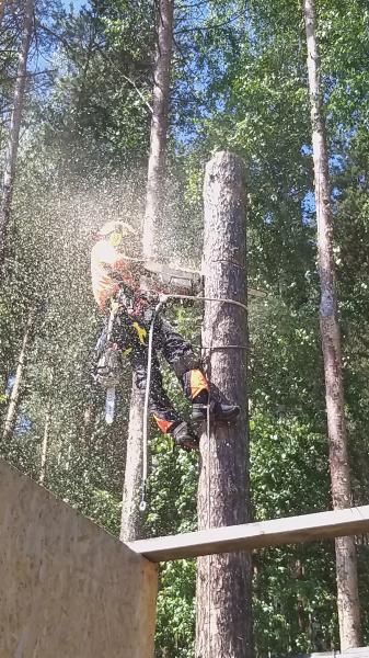 Сергей Александрович Дашкевич:  Спилить дерево, выкорчевать пень. Альпинисты или автовышка