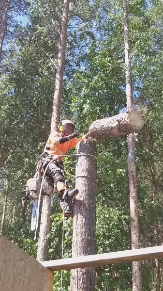Сергей Александрович Дашкевич:  Спилить дерево, выкорчевать пень. Альпинисты или автовышка