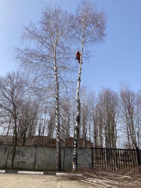 Владимир:  Спил аварийных деревьев 