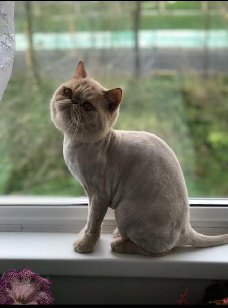 Стрижка агрессивных, нервных кошек с выездом