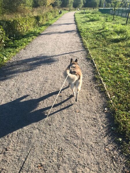 Выгул собак 