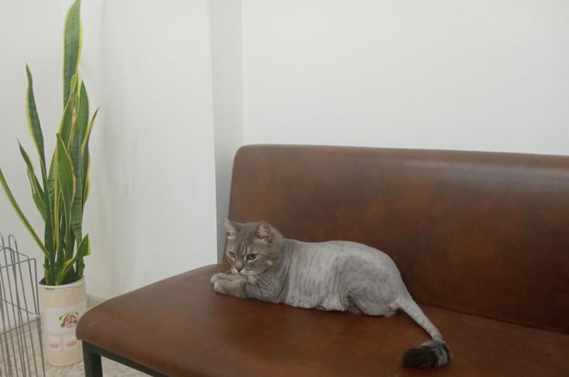 Наталья:  Стрижка кошек без седации