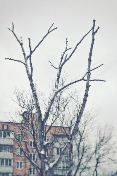 Владимир:  Обрезка кронирование деревьев в Раменском районе