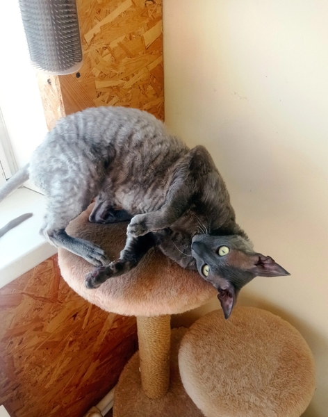 Домашняя Передержка Кошек, Пушкин,Павловск,Коммунар