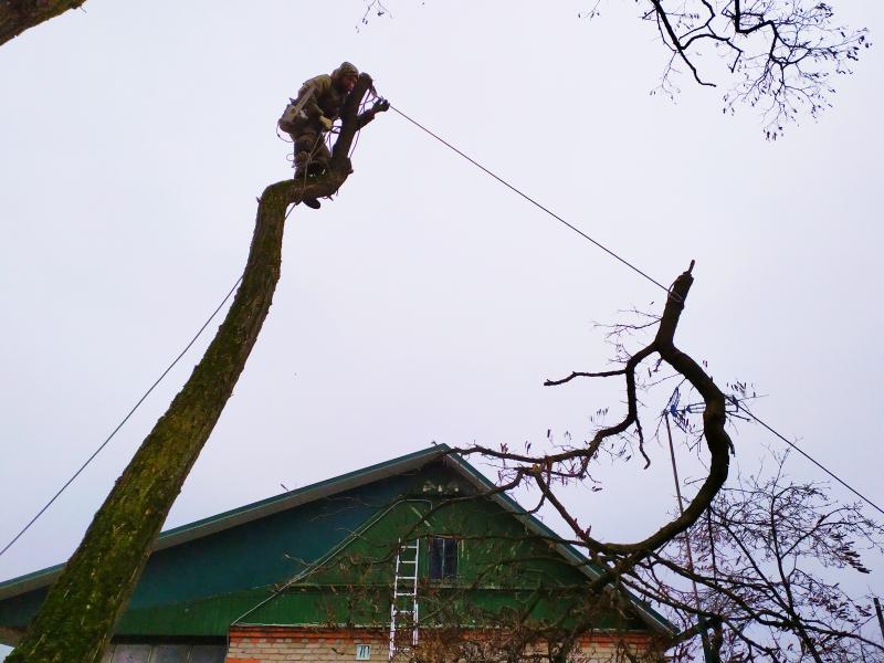 Константин:  Спилить Удалить Срубить дерево в Балабаново