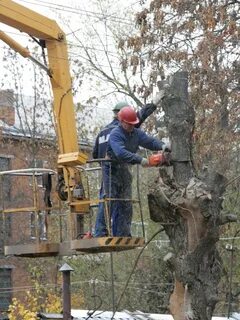 Александр: Спил деревьев, обрезка веток Вывоз 24 часа