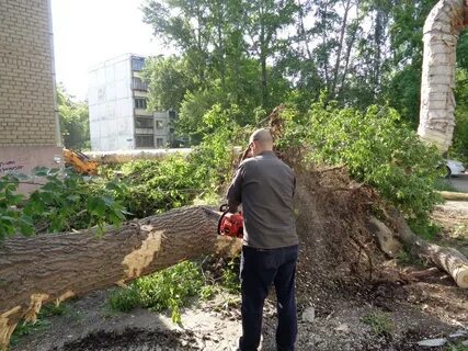 Александр: Спил деревьев, обрезка веток Вывоз 24 часа