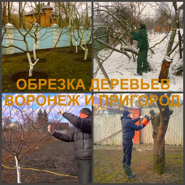 Ярослав:  Обрезка плодовых деревьев Воронеж