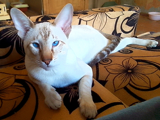 Сиамоориентальный кот для вязки 
