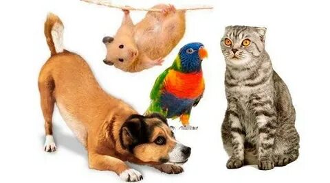 Передержка животных 