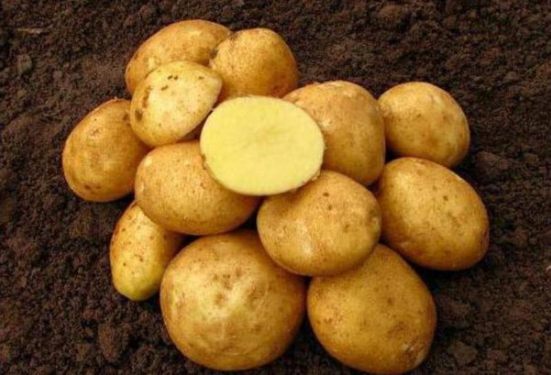 Захар:  Картофель 