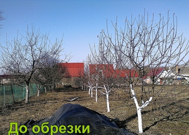 Алексей:  Сезонная обрезка плодовых деревьев