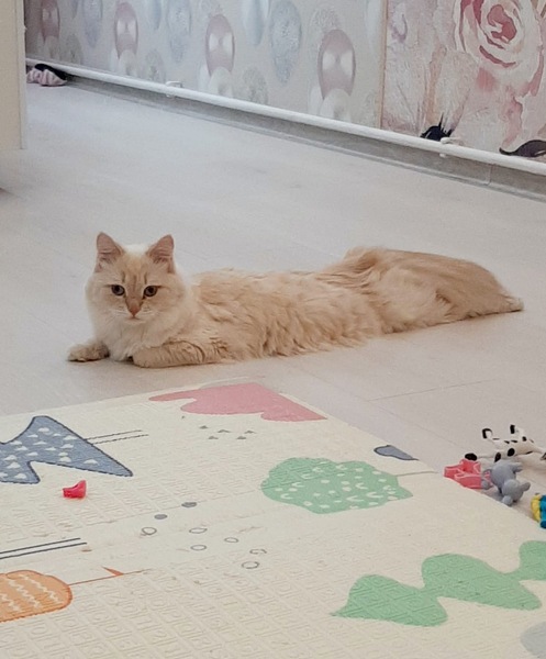 Кошка на вязку