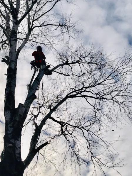 Лесоруб:  Расчистка участка спил деревьев Раменский район
