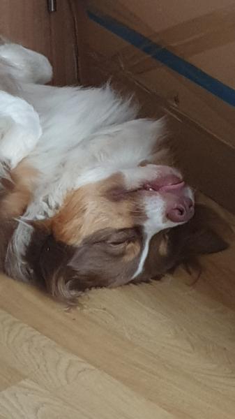 Ищу выгульщика для средней собаки, р-он Володарского моста