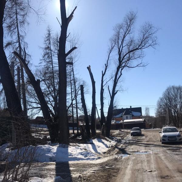 Денис:  Вырубка и обрезка деревьев в Ногинске и Ногинском районе