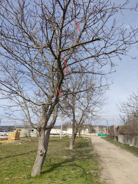 Андрей:  Спил деревьев в Севастополе и других городах крыма