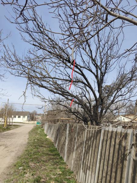 Андрей:  Спил деревьев в Севастополе и других городах крыма