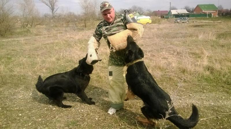 Вячеслав:  Дрессировка собак всех пород 
